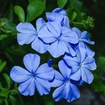 plumbago