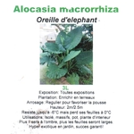 Alocasia macrorrhiza 3 litres - la jardinerie de pessicart nice 06