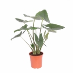 45343-alocasia-tiger-6