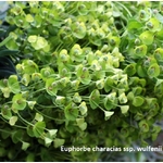 Euphorbe characias ssp. wulfenii- jardinerie de pessicart nice 06