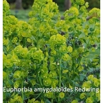 Euphorbia amygdaloïdes Redwing-jardinerie de pessicart nice 06