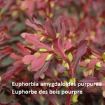 Euphorbia amygdaloides purpurea - Euphorbe des bois pourpre - la jardinerie de pessicart nice 06
