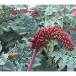 Melianthus major - Grande mélianthe - la jardinerie de pessicart nice 06