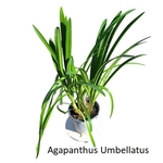 Agapanthus Umbellatus blanche c2 - la jardinerie de pessicart nice 06