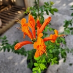 Tecomaria capensis red - Chèvrefeuille du Cap fleurs - les doigts verts - la jardinerie de pessicart nice 06