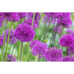 Allium 2 -La jardierie de pessicart