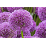 Allium -La jardierie de pessicart
