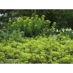 Euphorbia-la jardinerie de pessicart nice 06