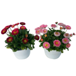 Bellis Perennis -la-jardinerie-de-pessicart-nice