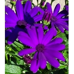 Cinéraire violet la jardinerie de pessicart nice