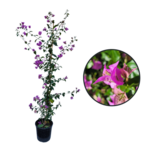 Bougainvillea  glabra Sanderiana pot 3 litres - hauteur 90-100 cm - mauve-la jardinerie de pessicart nice 06