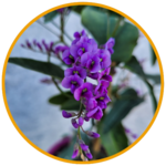 Hardenbergia - Glycine Australienne fleur - la jardinerie de pessicart nice 06