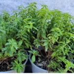Verveine citronnelle - Pot  14 cm-la jardinerie de pessicart nice 06