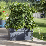 Jardinière TOSCANE gris avec lierre wizi - la jardinerie de pessicart nice 06