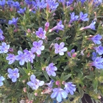lithodora fleurs la jardinerie de pessicart nice 06