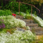 Cerastium tomentosum  3-la jardinerie de pessicart nice 06