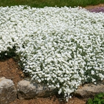 Cerastium tomentosum  2-la jardinerie de pessicart nice 06