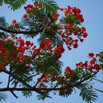 Sesbania Punicea ou Flamboyant de Hyères-la jardinerie de pessicart nice 06