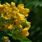 Cassia septentrionalis la jardinerie de pessicart nice 06