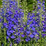 Delphiniums ou pieds-d’alouette- la jardinerie de pessicart nice 06