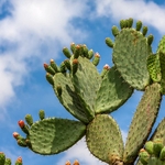 Opuntia consolea - cactus de collection la jardinerie de pessicart nice 06 (1)