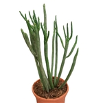 Euphorbia cedrorum - plante de collection- la jardinerie de pessicart nice 06 (1)