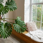 monstera-la jardinerie de pessicart nice 06 (1)