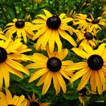 Rudbeckia la jardinerie de pessicart nice 06