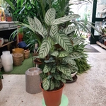 Calathea Compact Star pot de 19 cm hauteur 50 cm la jardinerie de pessicart nice 06 (2)