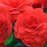 Bégonia tubéreux rouge - la jardinerie de pessicart nice 06