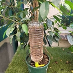 GOUTTEUR SUR PIC-  la jardinerie de pessicart nice 06