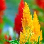 Celosia argentea multicolor -  la jardinerie de pessicart nice 06 (2)