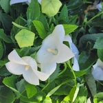 Platycodon grandiflorus  blanc - la jardinerie de pessicart nice 06