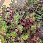 Orpin panaché - Sedum spurium   - la jardinerie de pessicart nice 06