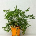 Citrus australasica -  la jardinerie de pessicart nice 06 (2)