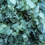 Eucalyptus gunnii la jardinerie de pessicart nice 06