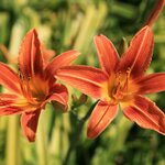 Hémérocallis - la jardinerie de pessicart nice 06