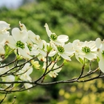 Cornus alba Aurea - Cornouiller blanc fleur la jardinerie de pessicart nice 06
