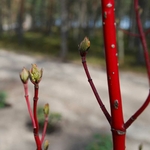 Cornus alba Aurea - Cornouiller blanc hiver tige rouge la jardinerie de pessicart nice 06