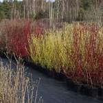 Cornus alba Aurea - Cornouiller blanc hiver en pot la jardinerie de pessicart nice 06