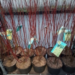 Cornus alba Aurea pot la jardinerie de pessicart nice 06
