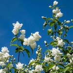 Philadelphus Virginal fleurs la jardinerie de pessicart nice 06