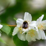 Philadelphus Virginal abeille la jardinerie de pessicart nice 06