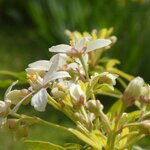 fleurs  Choisya Aztec Pearl la jardinerie de pessicart nice 06