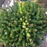 Orpin à six angles - Sedum sexangulare la jardinerie de pessicart nice 06