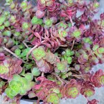 Orpin panaché - Sedum spurium Tricolor la jardinerie de pessicart nice 06