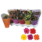 Kalanchoe - Pot 10.5 cm - la jardinerie de pessicart nice 06