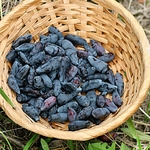 Lonicera caerulea var. kamtschatica  fruit la jardinerie de pessicart nice 06
