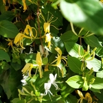 Lonicera caerulea var. kamtschatica la jardinerie de pessicart nice 06