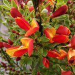 Cytisus scoparius Lena la jardinerie de pessicart nice 06